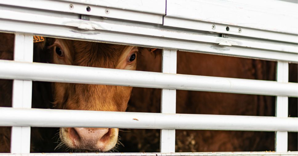 Vaca em transporte de carga viva. Veja os cuidados!